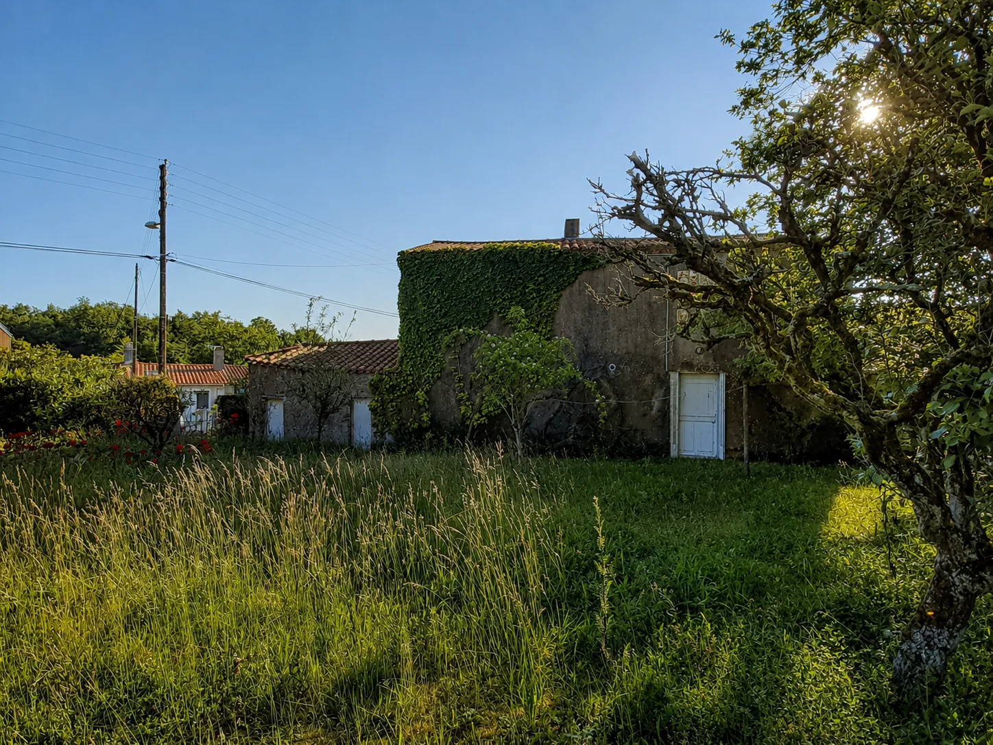 Bâtisse envahie par le lierre et jardin en friche, avant travaux